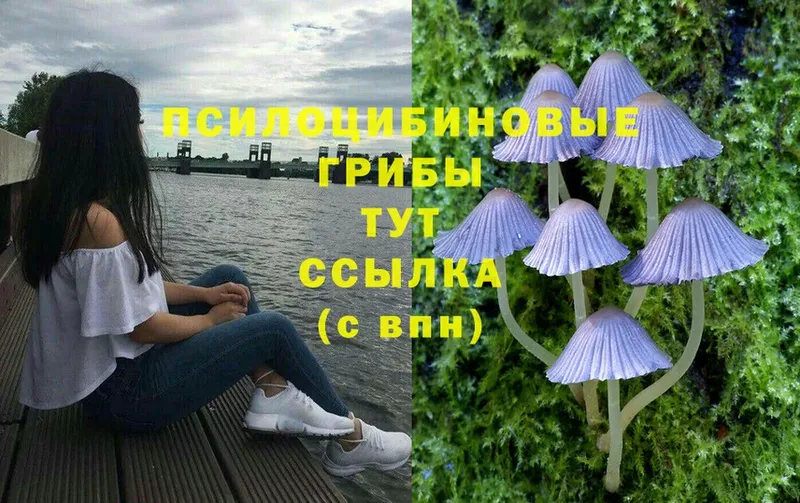 Псилоцибиновые грибы Cubensis  где продают   Верещагино 